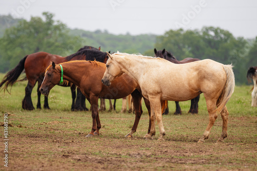 a herd of horses are on an open field with others