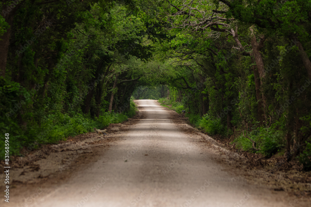 Fototapeta premium a rural dirt road surrounded by green forest trees on either side of it
