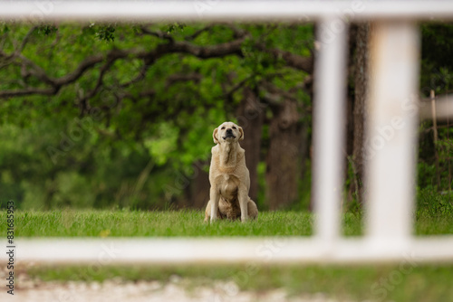 a dog sitting on the grass and looking at something in front of him