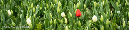 Photography Early season in the tulip fields, white flowers starting to bloom, with one red