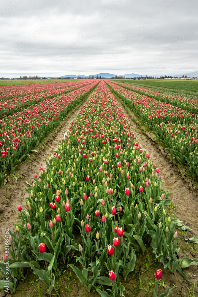 Early season in the tulip fields, red flowers with white edges starting to bloom, stormy day with gray clouds
Early season in the tulip fields, red flowers with white edges starting to bloom, stormy day with gray clouds