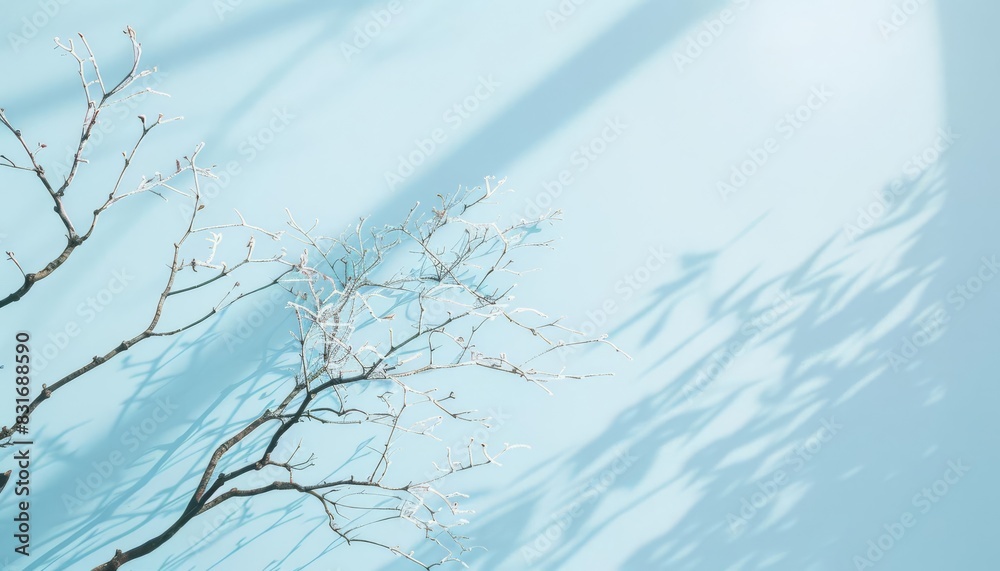 delicate light blue background with intricate tree branch shadows minimalist product presentation