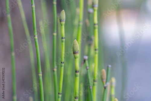 Принти на полотні Equisetum hyemale, rough horsetail, scouring rush, scouringrush horsetail and, snake grass, family Equisetaceae