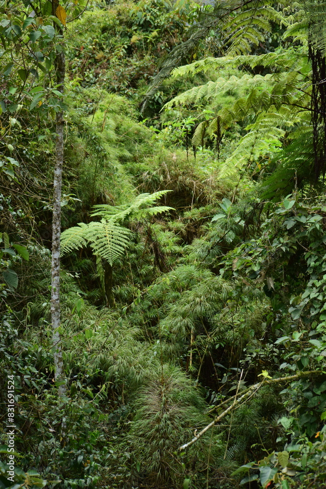 into the wild forrest into the wild forrest