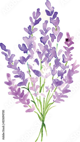                                                                                                                                        Watercolor painting. Lavender illustration with watercolor touch. Lavender vector illustration. Lavender background in summer.