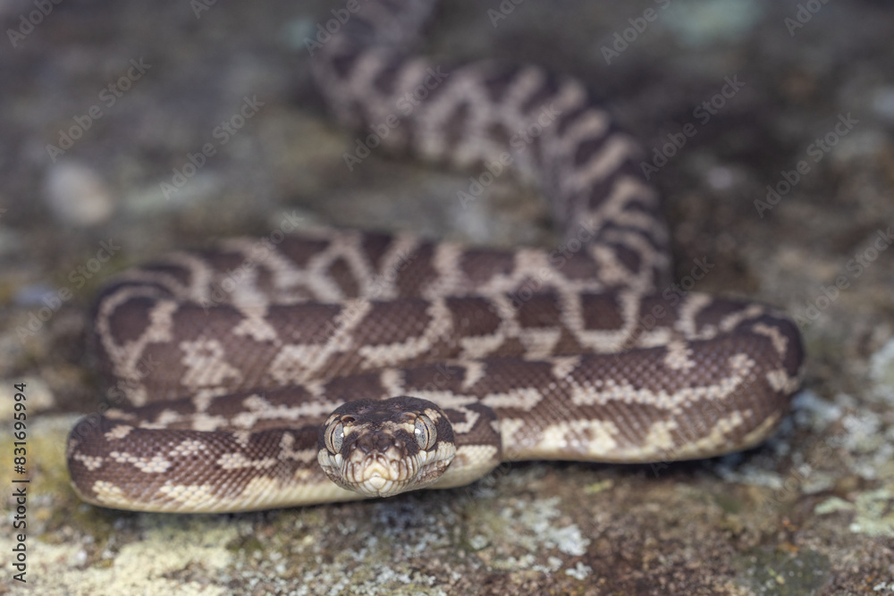 Obraz premium Australian Rough-scaled Python, Morelia carinata