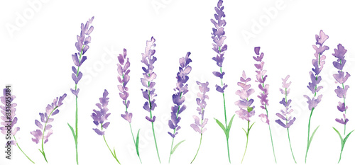 水彩画。水彩タッチのラベンダーイラスト。ラベンダーのベクターイラスト。夏のラベンダー背景。Watercolor painting. Lavender illustration with watercolor touch. Lavender vector illustration. Lavender background in summer.