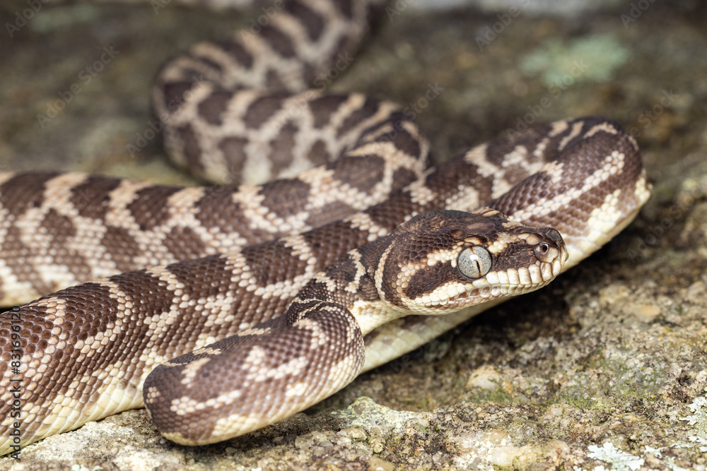 Australian Rough-scaled Python, Morelia carinata Australian Rough-scaled Python, Morelia carinata