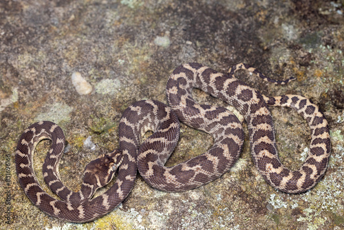 Australian Rough-scaled Python, Morelia carinata