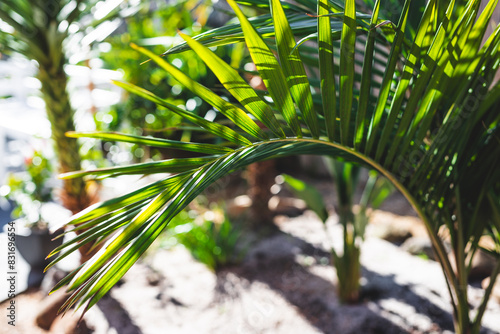 bangalow palm frond outdoor in tropical backyard with strong sunlight, at shallow depth of field