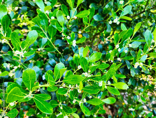 Ilex glabra ‘Shamrock’ – Shamrock Inkberry