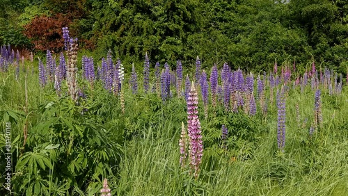 Colourful Lupins growing in meadow. Spring. UK photo