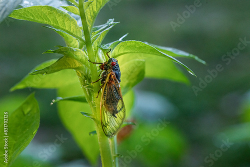 periodical cicada profile