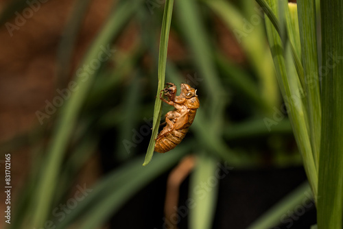 cicada shell profile