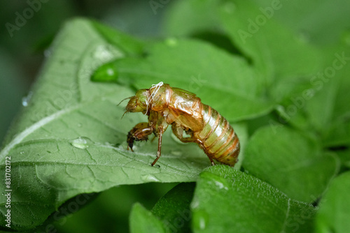 cicada shell profile 2