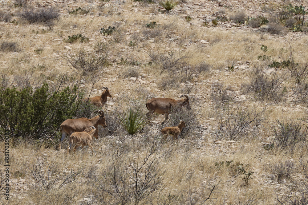 Barbary sheep herd in the wild
Barbary sheep herd in the wild