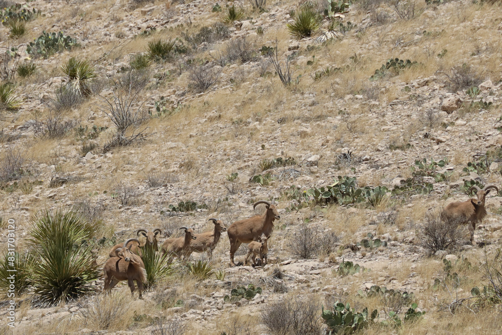 Barbary sheep herd in the wild
Barbary sheep herd in the wild