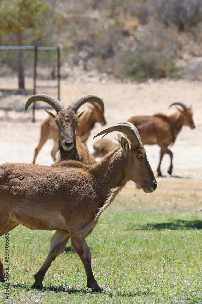 Obraz premium Barbary sheep herd 