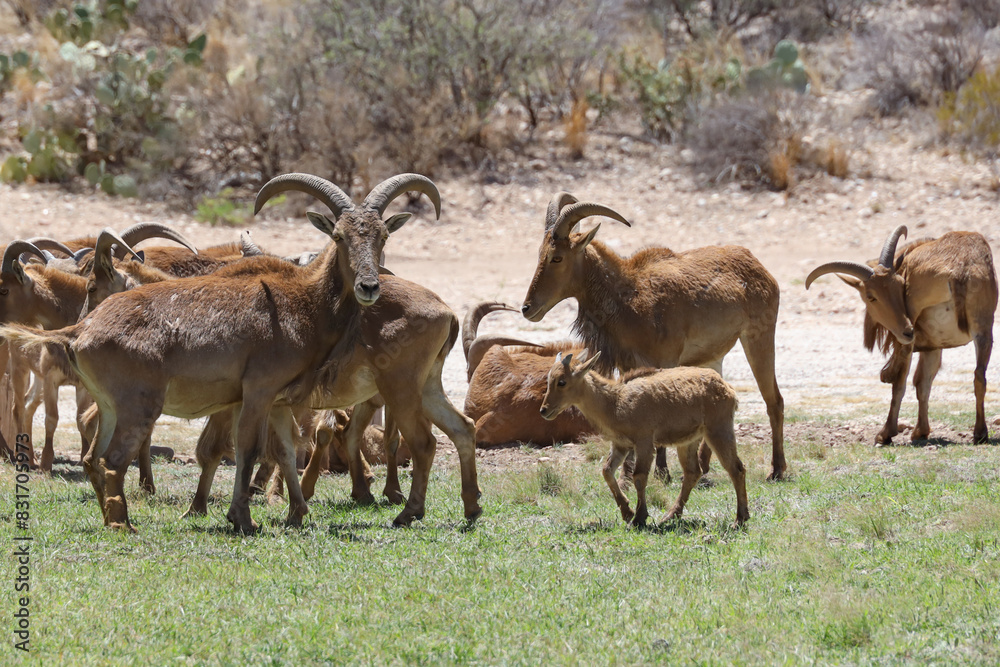 Obraz premium Barbary sheep herd in the wild 