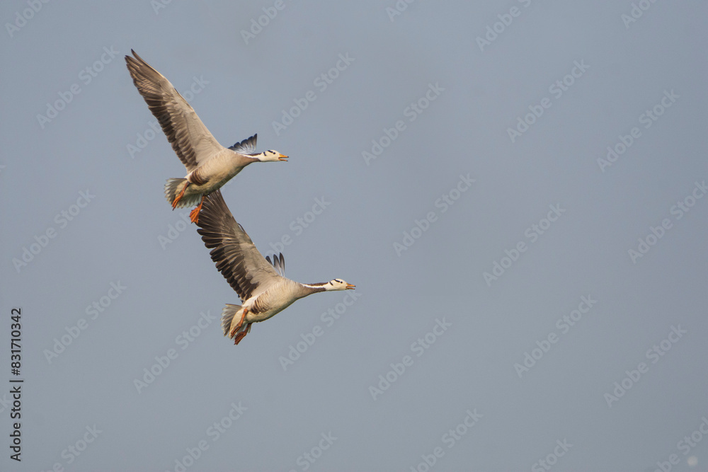 Obraz premium Bar-headed Goose flying in the sky