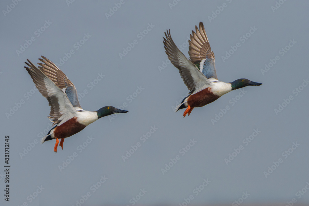 Fototapeta premium Northern Shoveler ducks flying in the sky