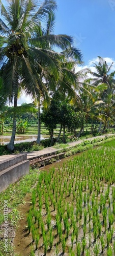 View on Ubuds rice fields in Bali.