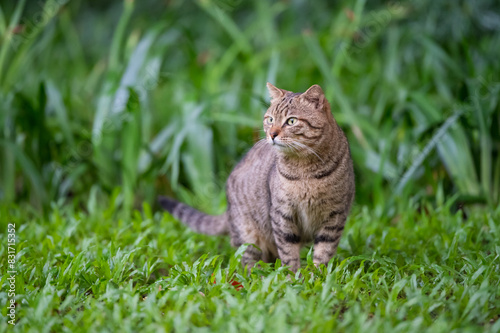 The Tabby in the park