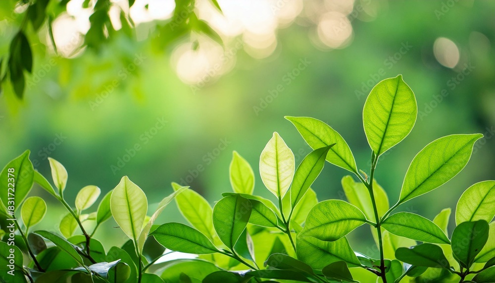 Garden Bliss: Natural Green Leaves in Summer Garden Bliss: Natural Green Leaves in Summer