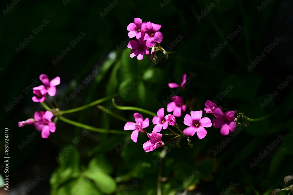 Beautiful pink glowers in the garden in spring Beautiful pink glowers in the garden in spring