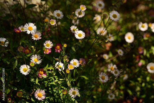 Delicate daisies in the park