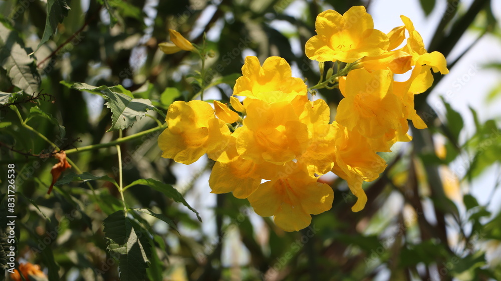Yellow flowers bloom beautifully colorful Yellow flowers bloom beautifully colorful