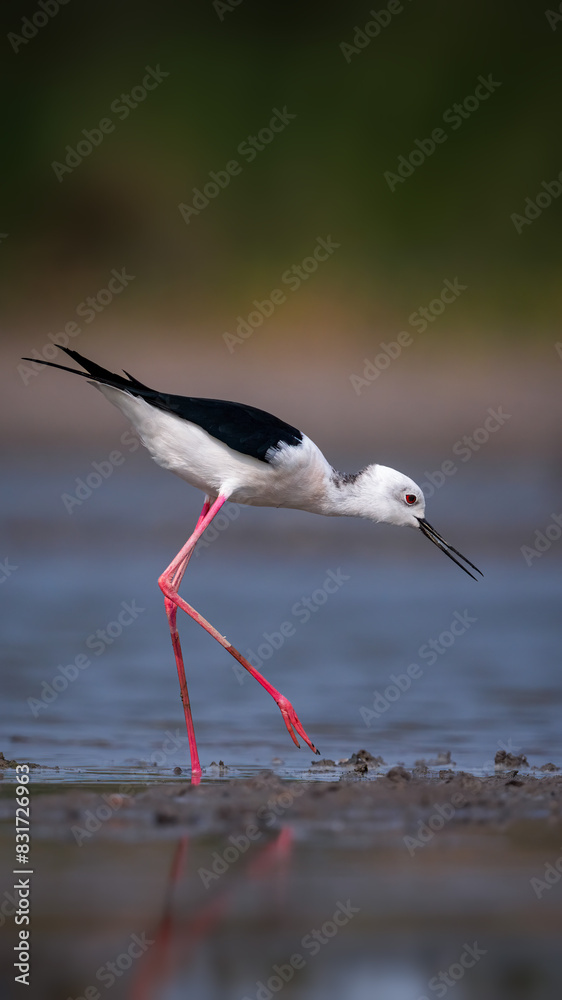 Elegant Black-Winged Stilt Wading in Shallow Water Elegant Black-Winged Stilt Wading in Shallow Water
