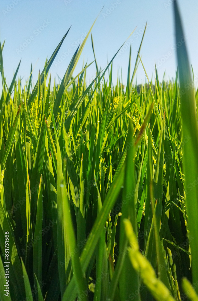 Obraz premium low angle view of grass and blue sky