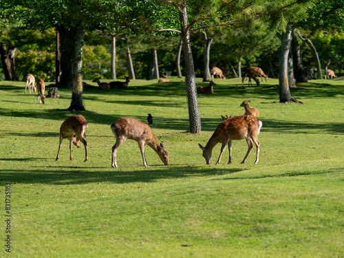 【奈良公園】芝を食べる奈良公園の鹿 © しょこまろん