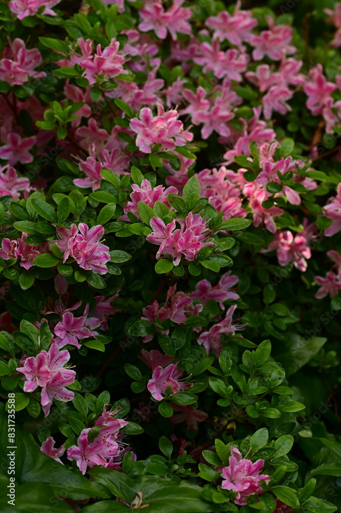 Beautiful pink blossoms in the park in spring, Victoria, BC, Canada