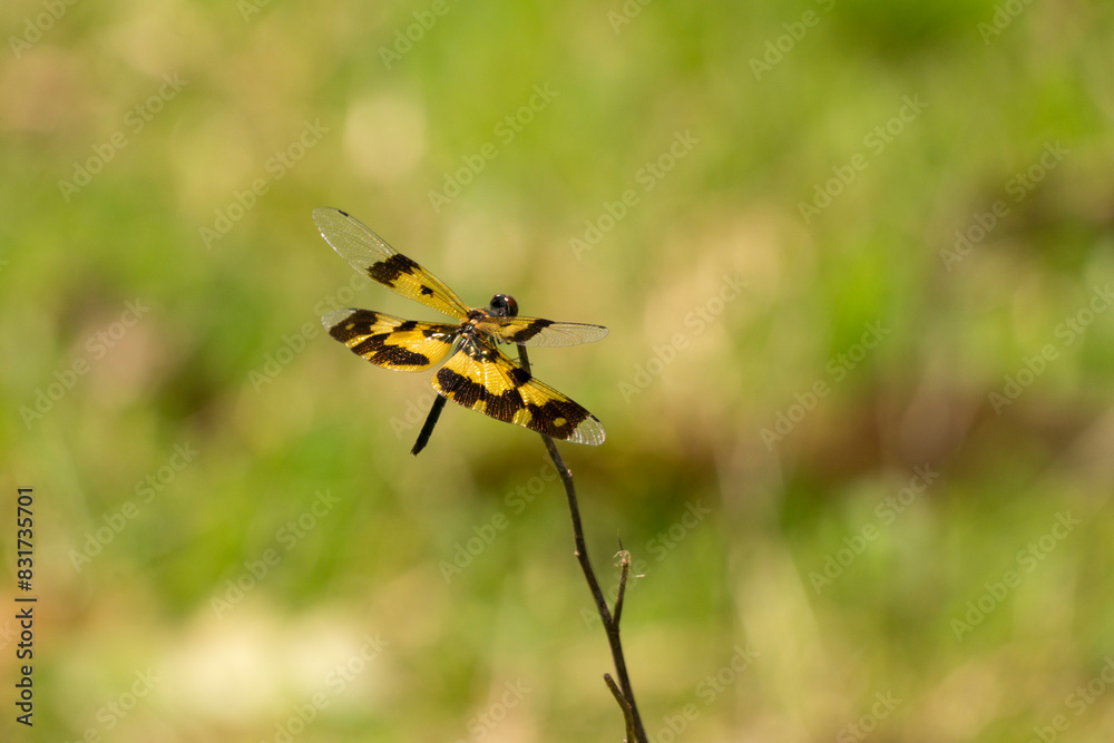Dragon fly with their unique wing and eye designs for hunting smaller insects.