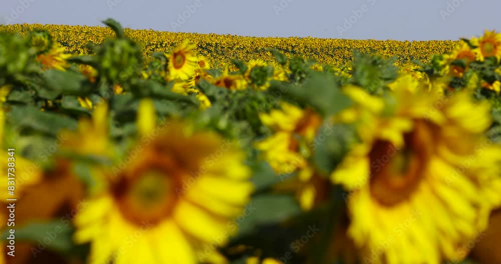 yellow sunflowers during flowering, a field with sunflowers during flowering and pollination by insect bees