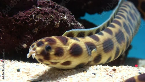 Closeup shot of the Tiger snake eel, Myrichthys maculosus, resting on seabed. 4K