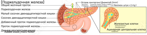 膵臓　イラスト　ロシア語 photo