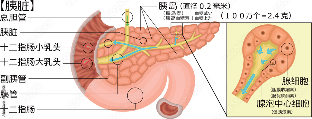 Obraz premium 膵臓 イラスト 中国語
