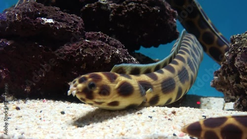 Closeup shot of the Tiger snake eel, Myrichthys maculosus, resting on seabed. 4K