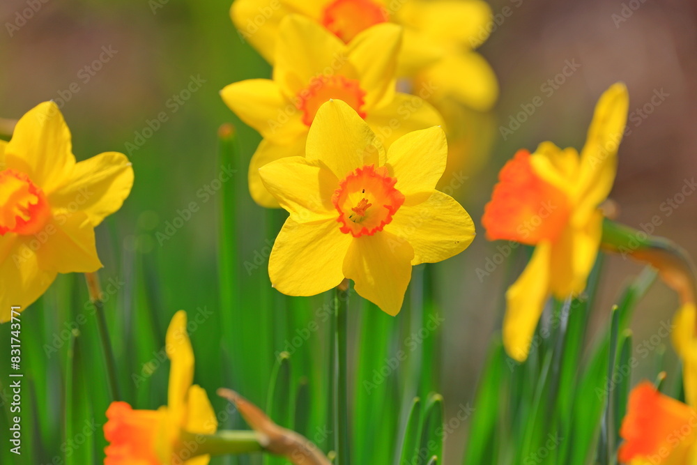 Spring-blooming yellow daffodils (narcissus) flowers in the garden Spring-blooming yellow daffodils (narcissus) flowers in the garden
