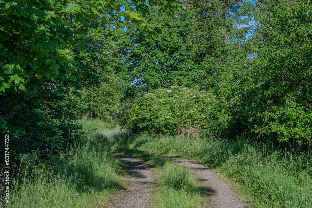 Fototapeta premium Waldweg