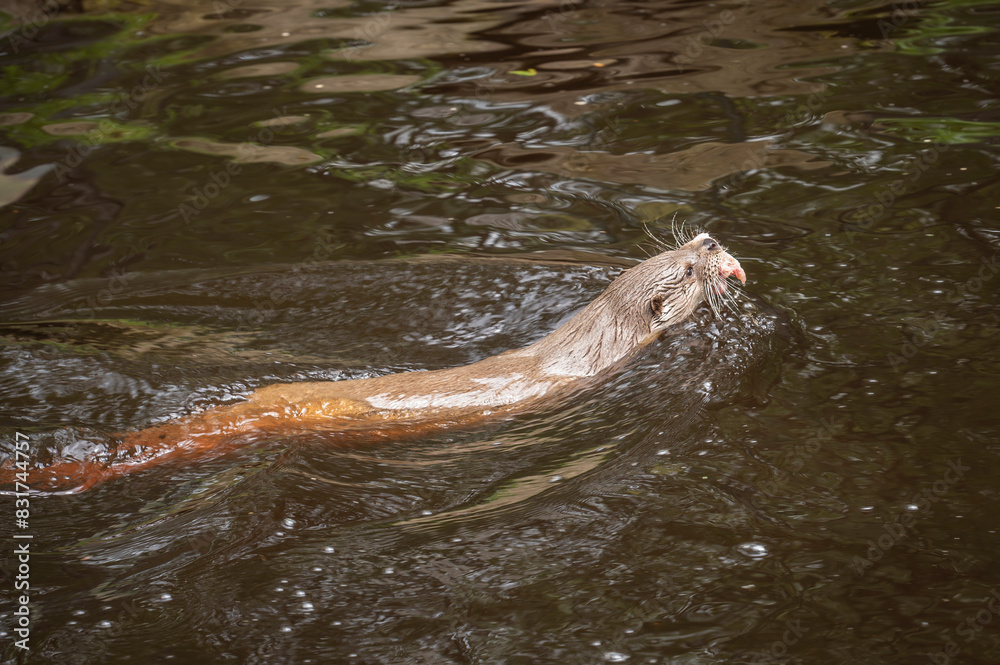 Obraz premium Fischotter im Unterwasserreich