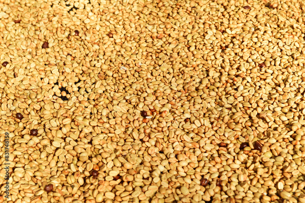 Close up of coffee beans drying in the sun Close up of coffee beans drying in the sun