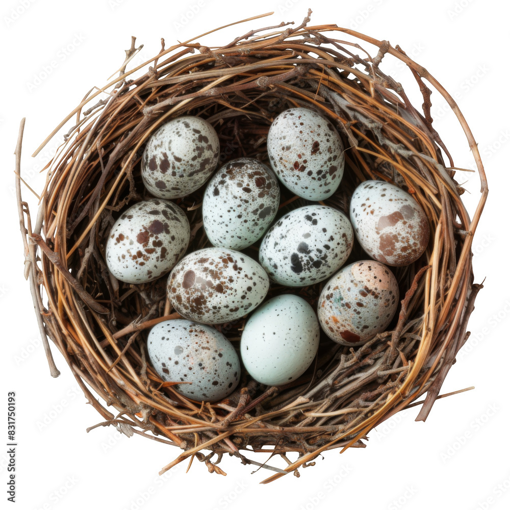 Nest with eggs isolated on white background Nest with eggs isolated on white background