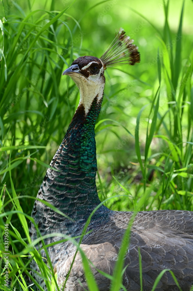 Beautiful peahen in the park, regal bird. Beautiful peahen in the park, regal bird.