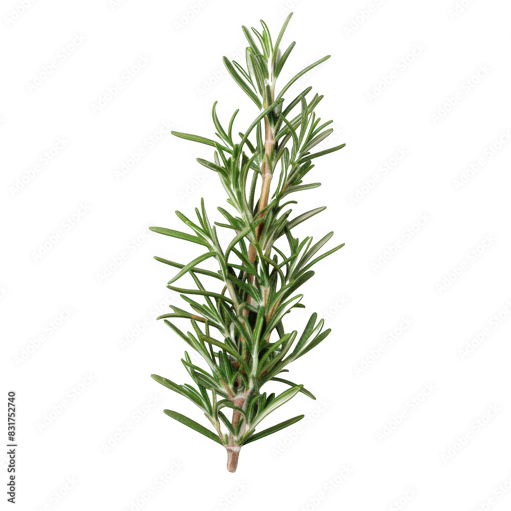 Rosemary stem isolated on white background Rosemary stem isolated on white background