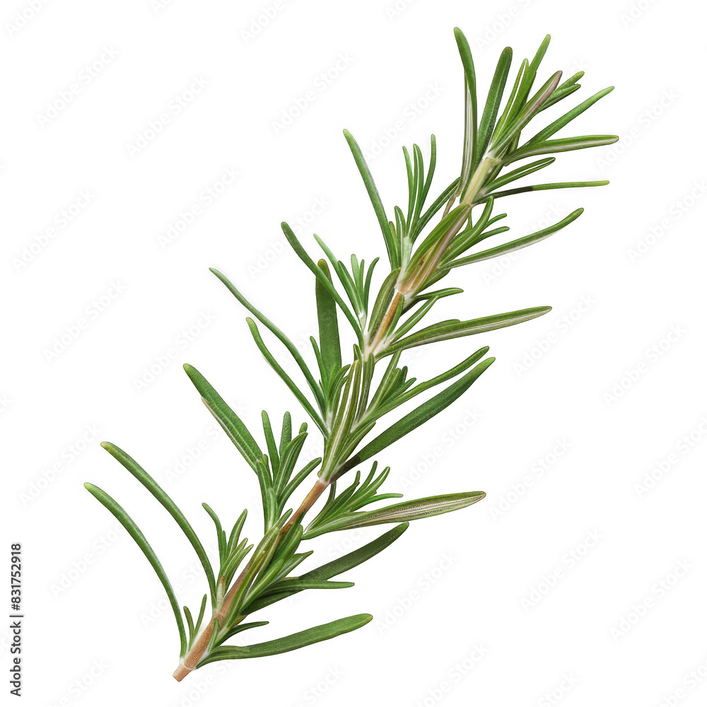 Rosemary stem isolated on white background Rosemary stem isolated on white background