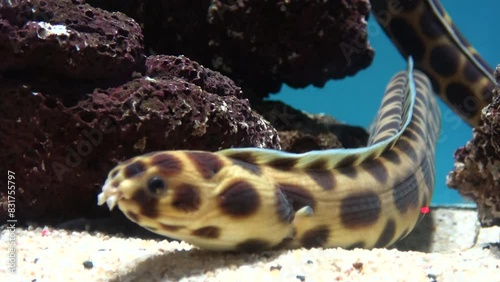 Closeup shot of the Tiger snake eel, Myrichthys maculosus, resting on seabed. 4K